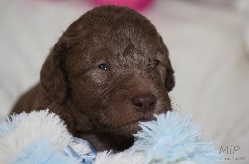 2011-05-15 Puppies Candy & Svet (28).jpg